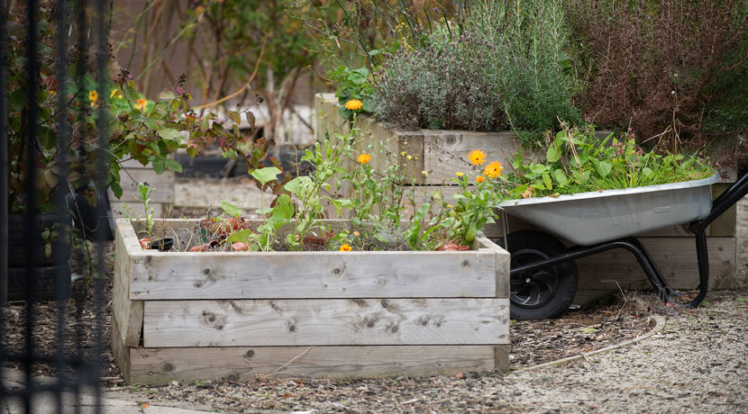 Flower boxes in the communal garden at Sighthill campus.